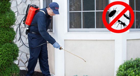 Dörtdivan Bit İlaçlama böcek ilaçlama ve haşere kontrolü — ilaclama-tr.com
